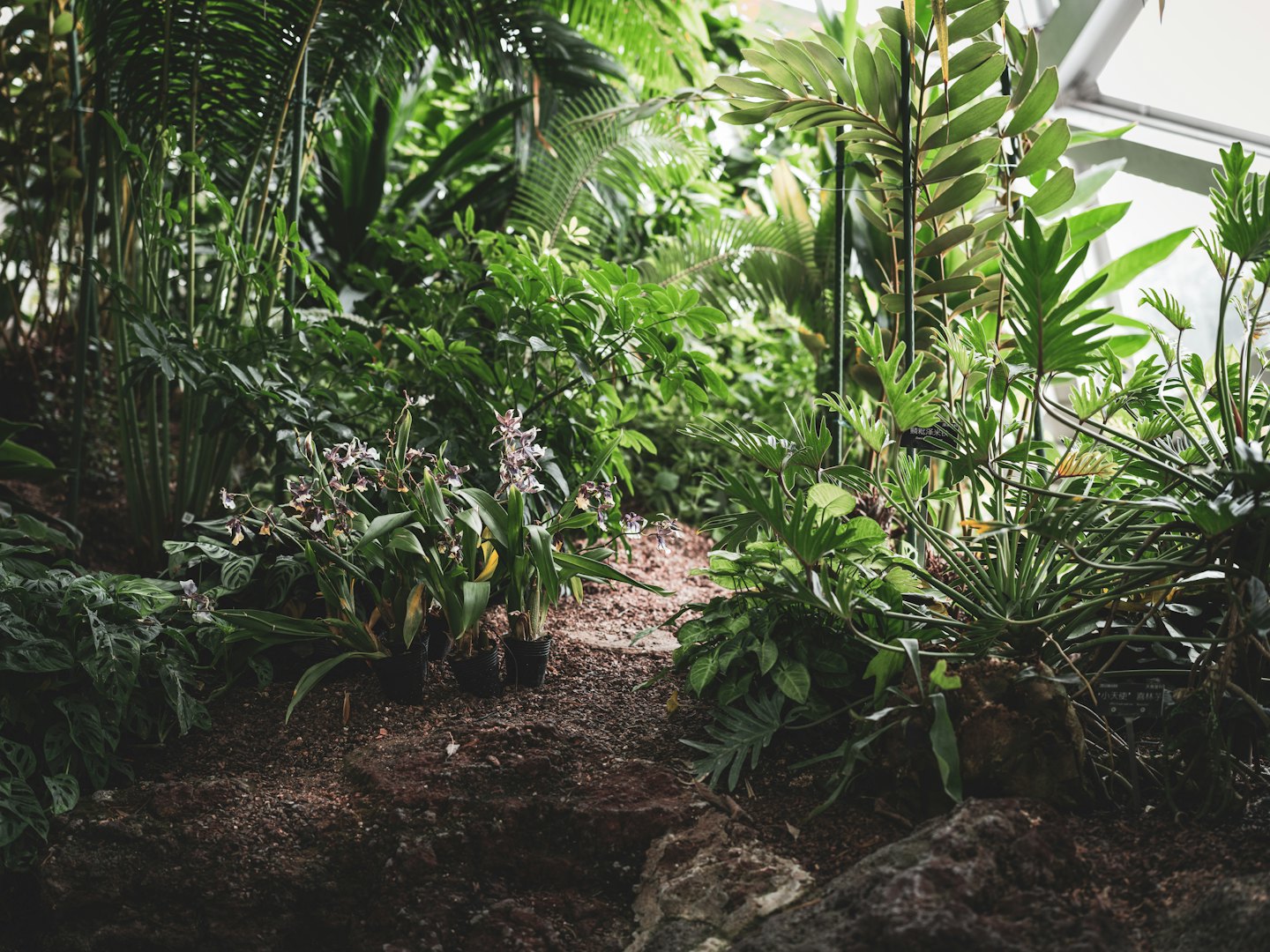 Białe i fioletowe orchidee rosną wśród bujnej zieleni szklarni.